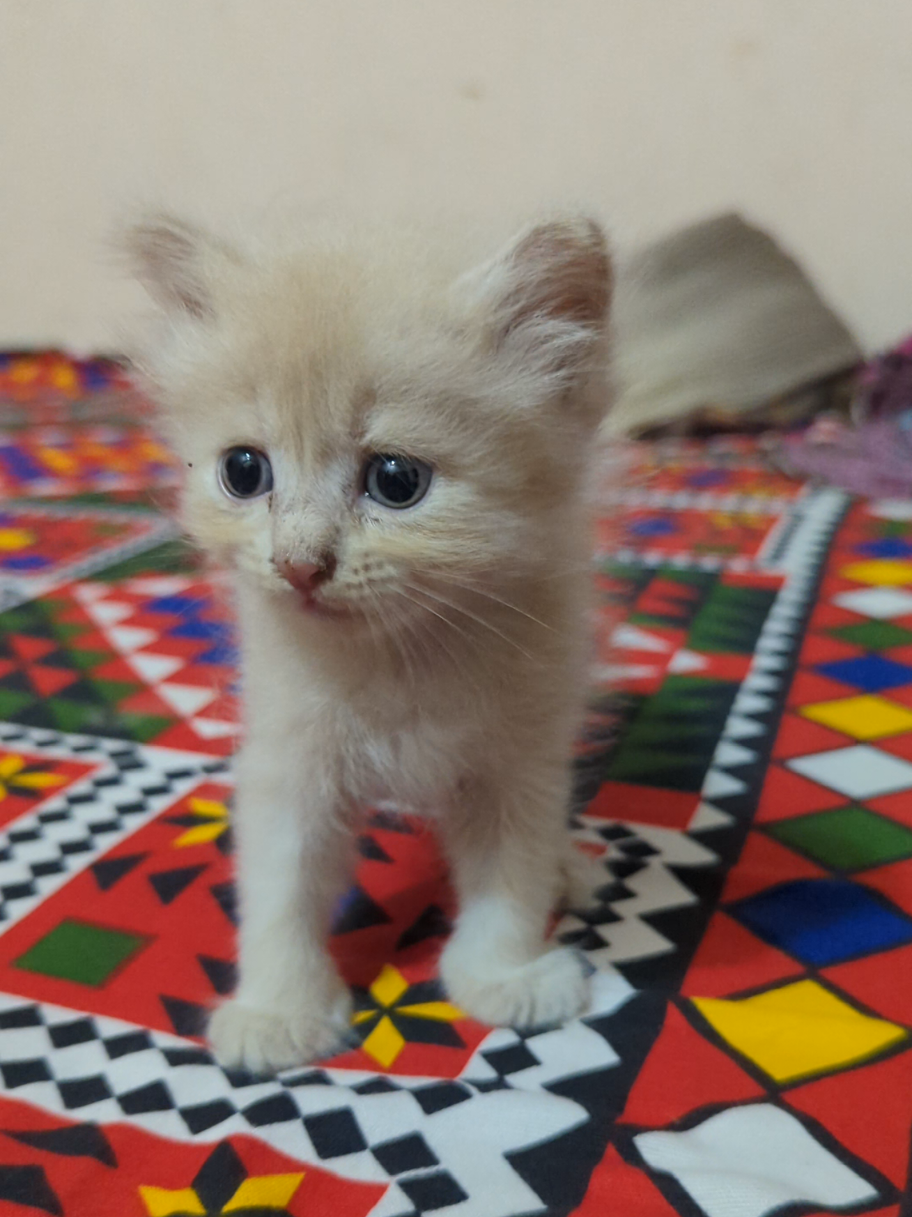 #foryoupage #fyp #cat #kitten #pets 