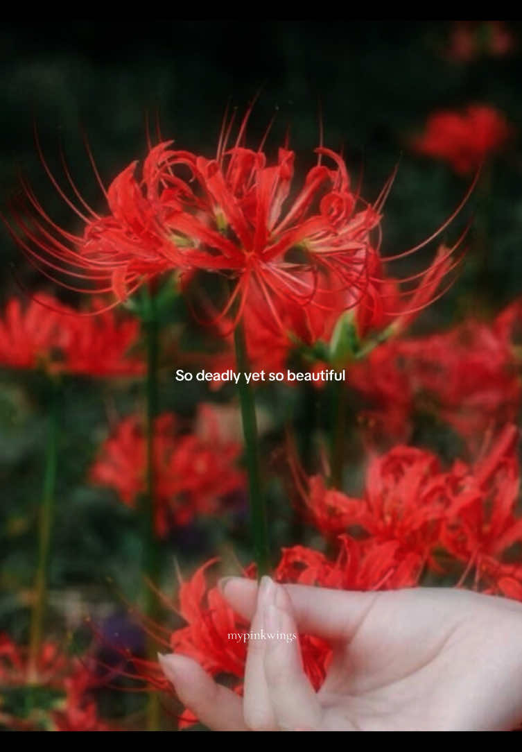 Spider lilies >> . . .   . . . . . . [Aesthetic reels, spider lilies, pinterest inspired, vlogs, slice of life, editing tips, VN, capcut, frames cinematic, coffee, study, soft girl aesthetics, desk setup, work desk, study, reading, minivlogs, slow life, slow living, room decor inspo, home decor, • Dreamy aesthetics, Pinterest aesthetics, modern romance, romantic vintage, golden hour aesthetic, taylor swift, princesscore, countryside life, fairytale vibe, royalcore, classy, beach aesthetic, lucky girl syndrome, angelcore, feminine style, ethereal, coquette, soft girl, Pinterest aesthetic]   #spiderlily #flowers #girlhood #pinterestaesthetic #mypinkwings