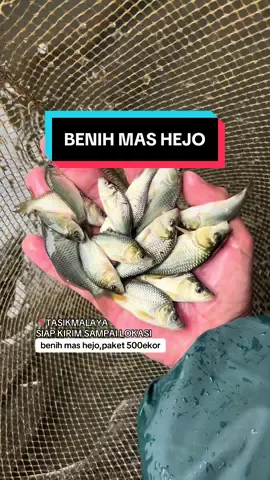 paket 500ekor #jualikan #benihkan #fyp #tasikmalaya #gammafish