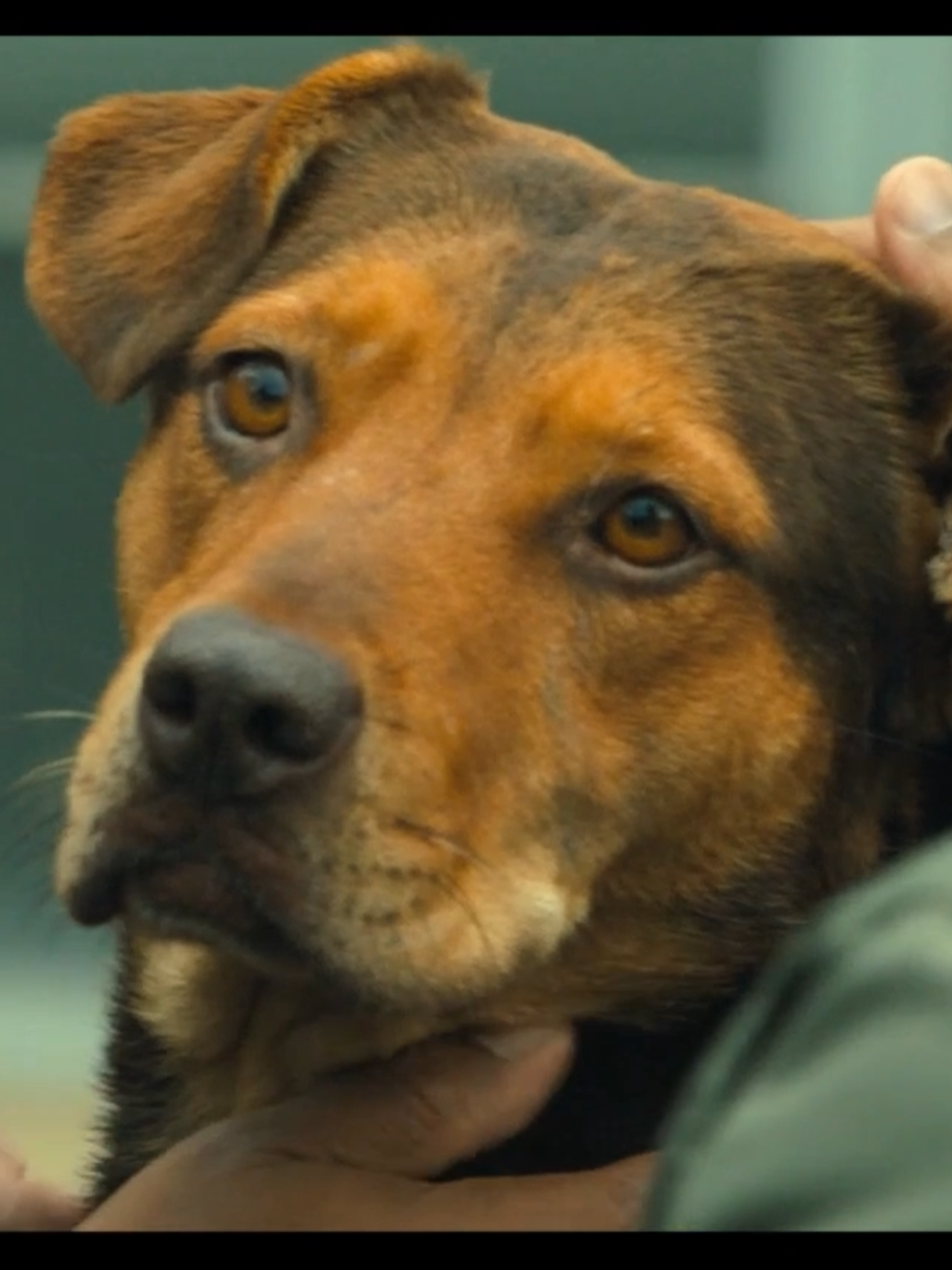 Finding Her Human - A Dog's Way Home (2018) - TM & © #SonyPictures Bella (Bryce Dallas Howard) finally finds Lucas (Jonah Hauer-King). Click the link in bio to watch the full movie. #adogswayhome #brycedallashoward #jonahhauerking #movieclips