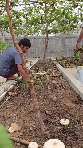 Sedang difase malas menjelaskan tentang apapun, jika menurutmu Kerbau bisa terbang, ya sudahlah Kamu benar. Menjelaskan sesuatu kepada orang yang terlanjur berpikir buruk tentang kita adalah hal yang sia sia, maka biarkanlah dia dengan pikirannya.😆😅🤣  #kebunanggur #anggur #acehtenggara 