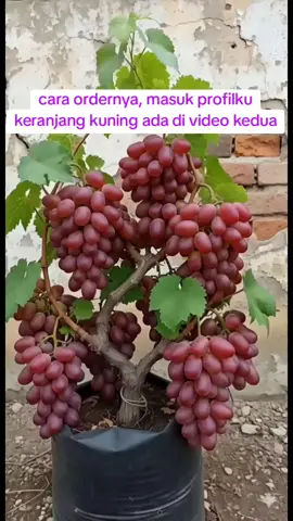 yang mau order langsung masuk profil saya, keranjang kuningku ada di video ke 2 iya kak  bibit anggur super unggulku