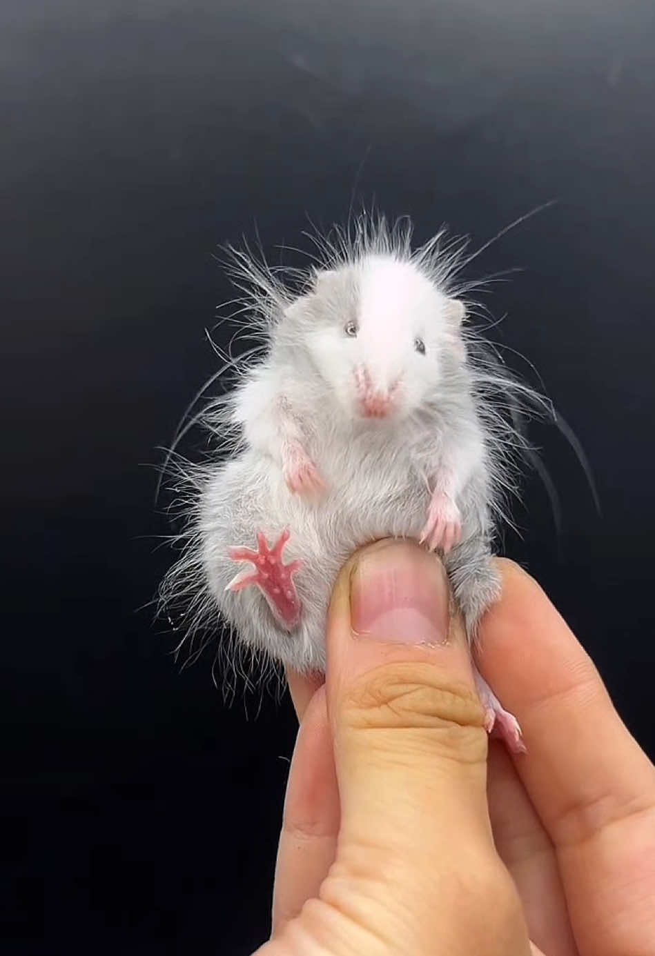 OMG my marshmallow #pet #rat #cuteanimals #ratsoftiktok #fypシ゚viral 