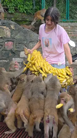 The monkeys are happily feasting together on a bunch of bananas