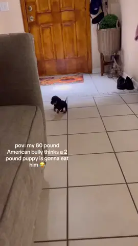“American bullies are so scary” meanwhile rocky is terrified of puppies 😂  #americanbully #puppies #fyp #viral #funny 