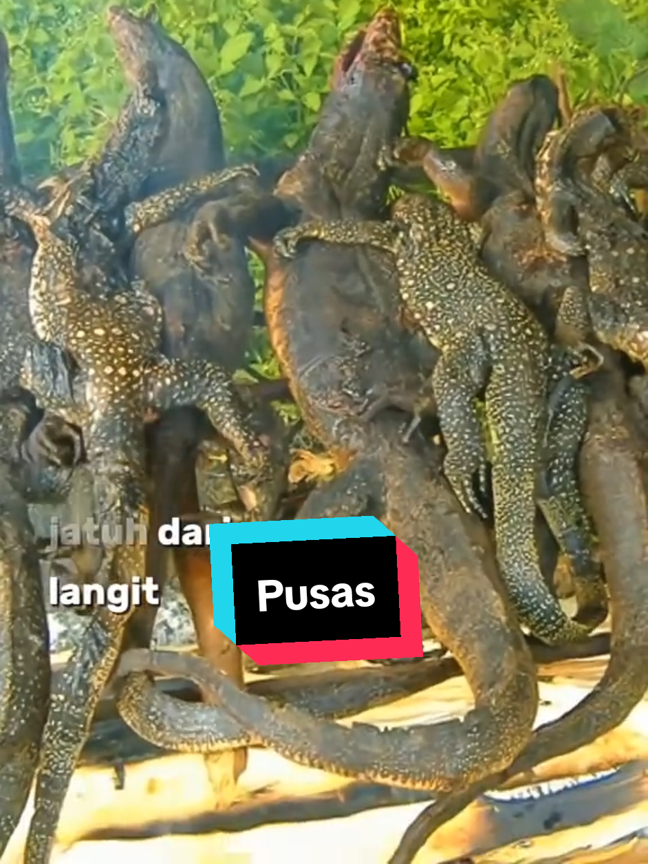 #foryoupage #exoticfood #pusas #biawak #sabahancrew_fams 