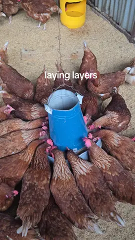 Actively 5 months old laying commercial layers @750 debeaked and fully vaccinated . we are located in Mwihoko Nairobi and we organise delivery . contact me via 0729544936  #poultryfarmingkenya #eggproduction #layers #commerciallayers #nairobi 