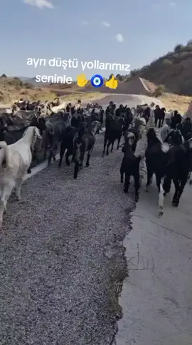 hayırlı akşamlar🖐️👍