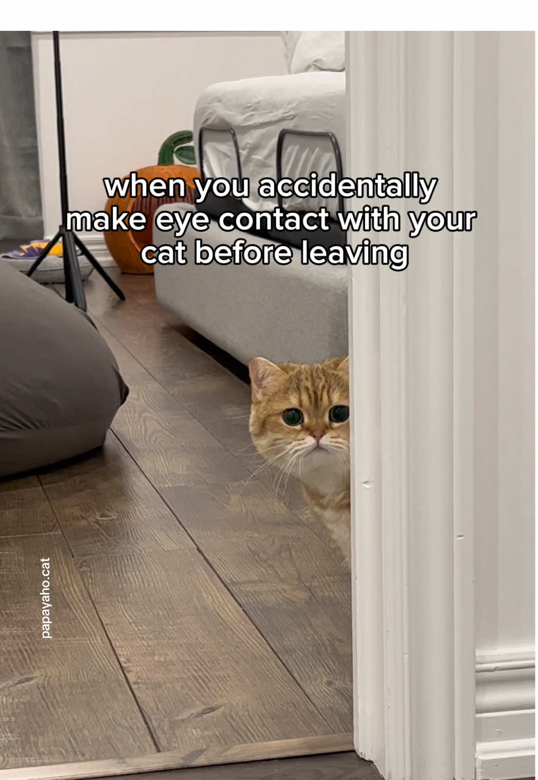and suddenly I'm busy 😭😂 #cat 