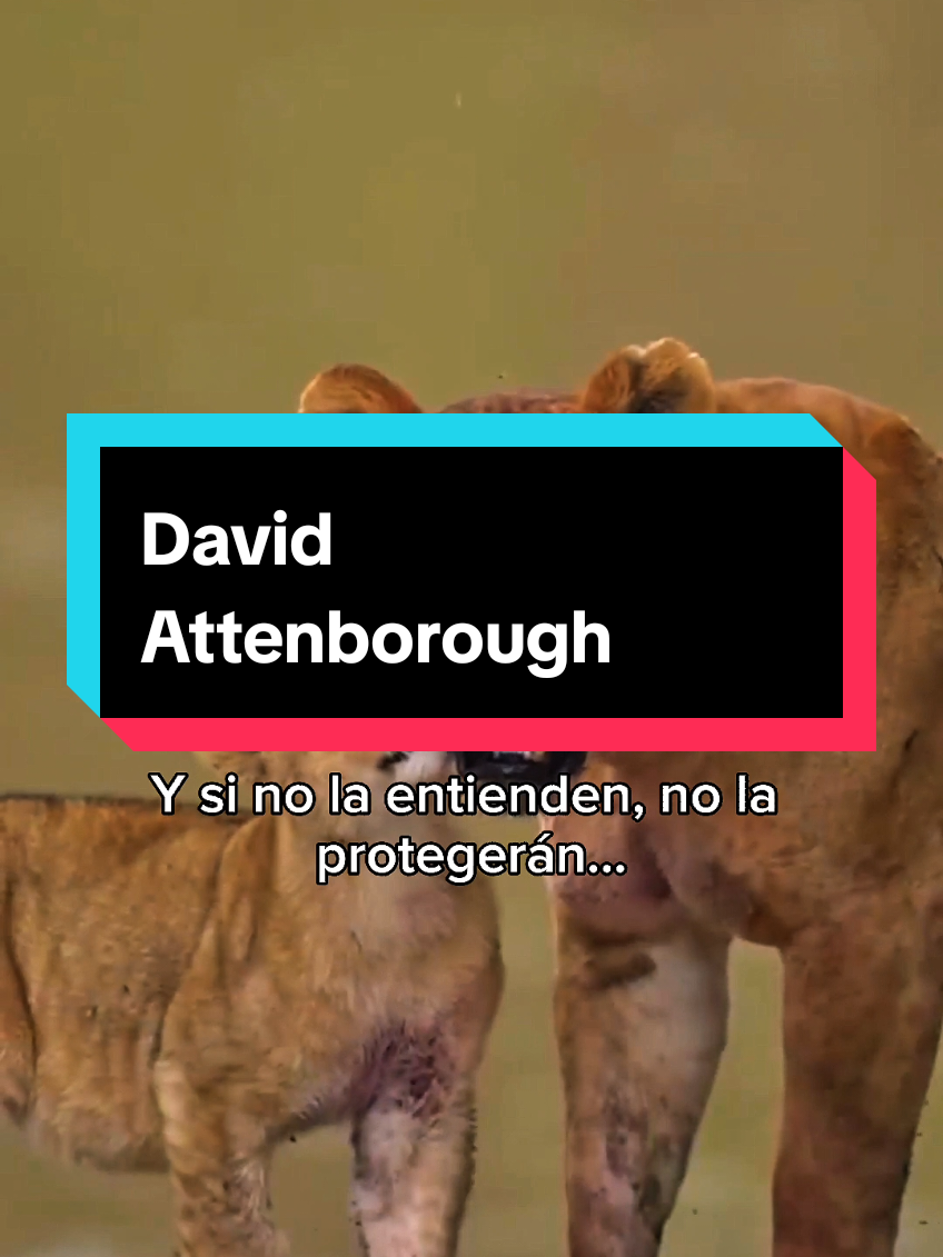 La mejor frase de David Attenborough #curiosidades #biologiadesdecero #biologia #naturaleza #frase 