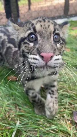 Happy Purrsday from clouded leopard cubs Joker and Quinn!