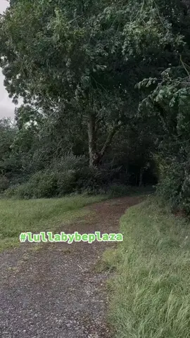Forest 🌴🌳🌲