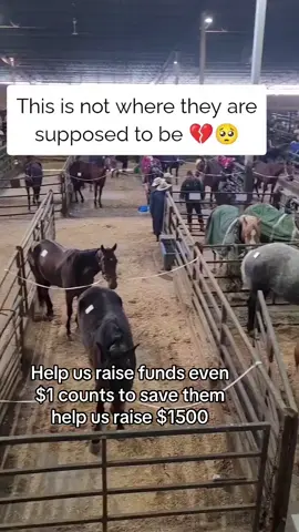 Help us raise funds even $1 counts to save them help us raise $1500#horses #unitedstates #horsetok #savehorsesfromslaughter #horsesoftiktok #horsefarmer 