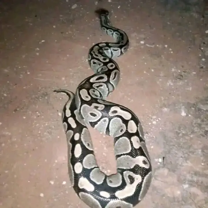 #foryou #pourtoii #viral #snake #tiktok 