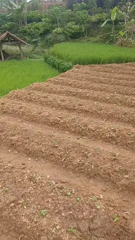 #fyp #fypシ゚viral #petani #petanimuda  aku hanya bisa berusaha 