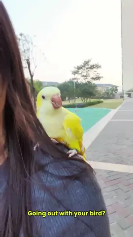 bird loves it #fyp #bird #trending 