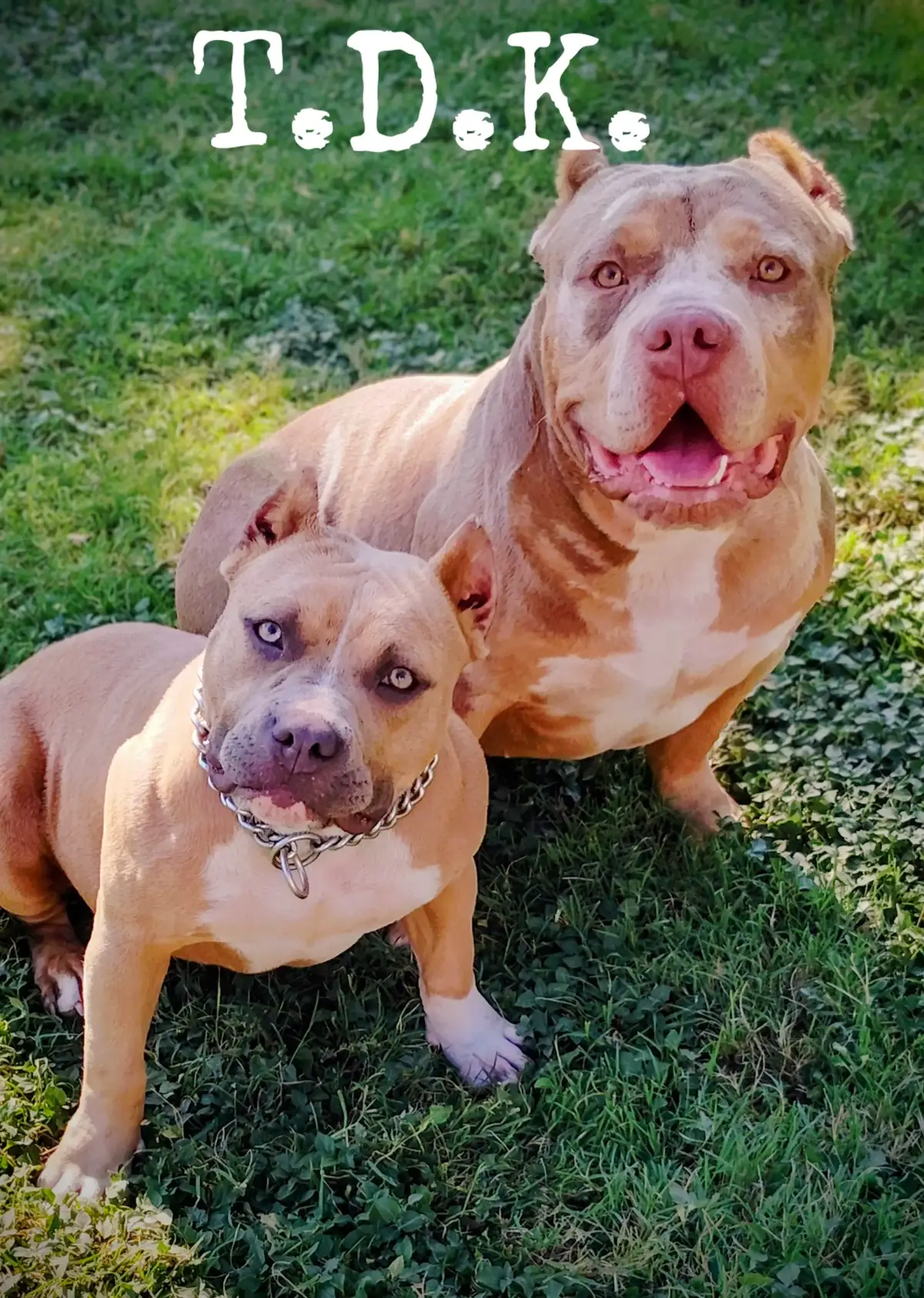 #Tripledkennels #tdkline #blessed #dallastx 