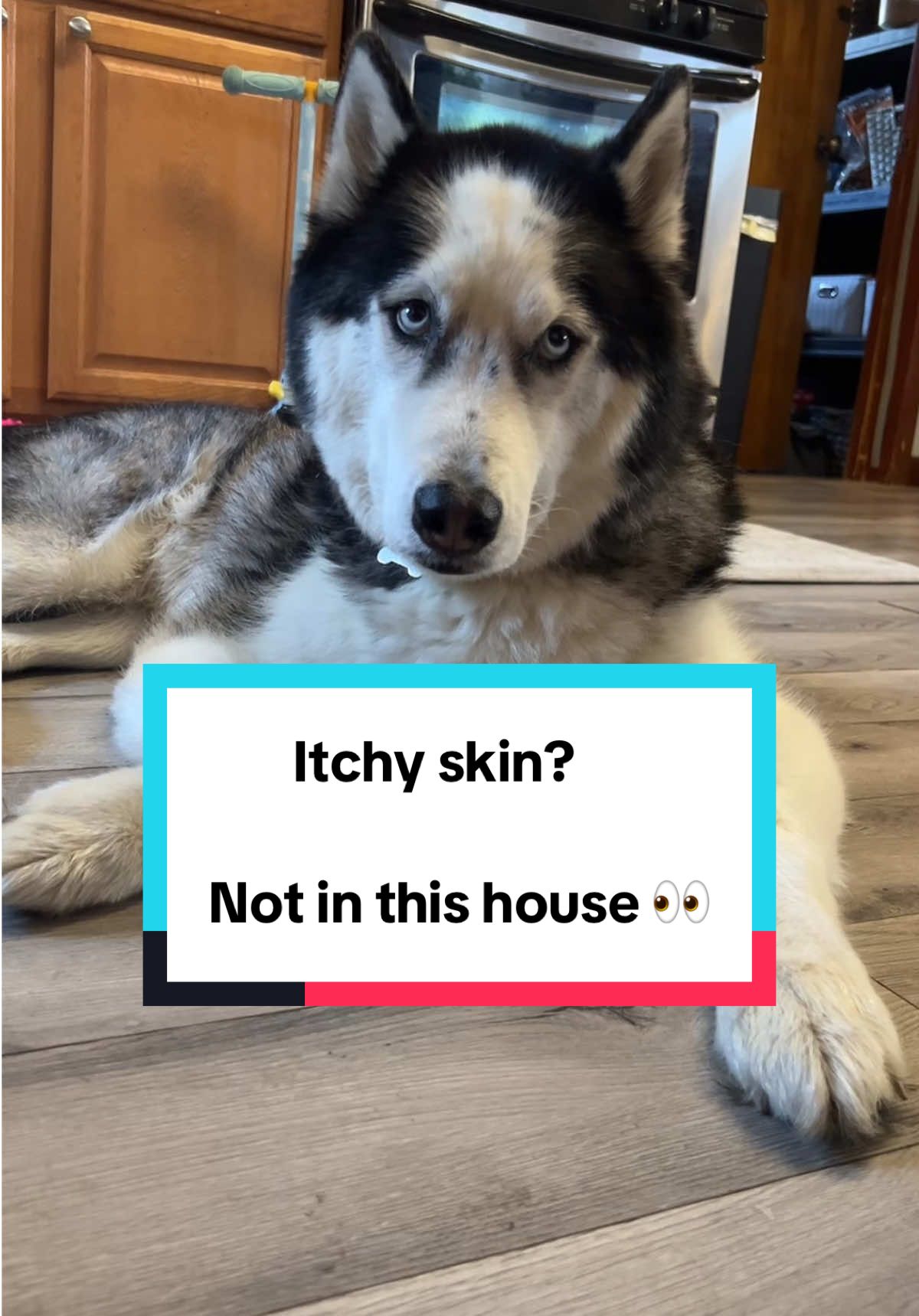 We are no longer itching and irritated which is SO wonderful & peaceful for all of us. 👀😬😂 #dogmom #PetsOfTikTok #petspray #happyboy 