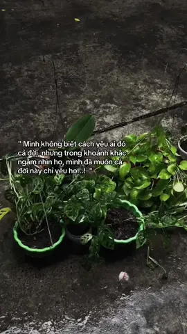 🕊️ #sonn_84 #story #xh 