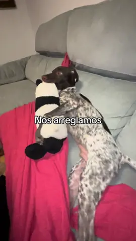 Duquelon 😎 #duque#perro #parati #viral #humor 