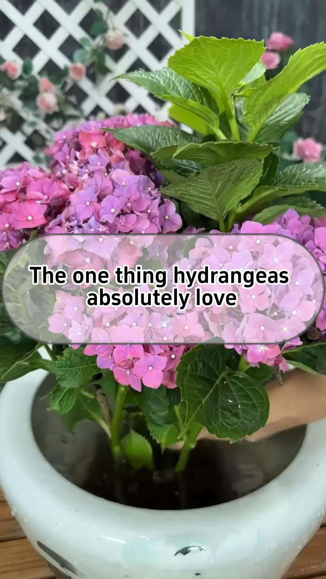 #planting #gardening #indoorgarden #gardening101 #hydrangeas 