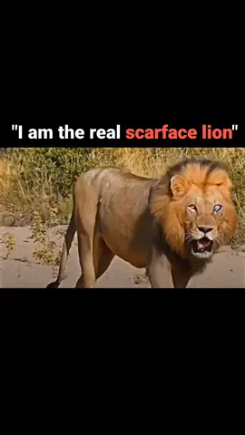The real one is the greatest in the history @malak.abbas67  If you don't like my video scroll  But If you like my video so follow please #viral #shorts #tiktok #video #unfreez #trending #fyp #foryou #scarface #scarfacelion #unfreezmyaccount #youtube 