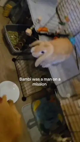 Does anyone else’s rabbits do this to there dogs 🤣 #fyp #rabbitsoftiktok #dogsoftiktok #labrador #minilop 