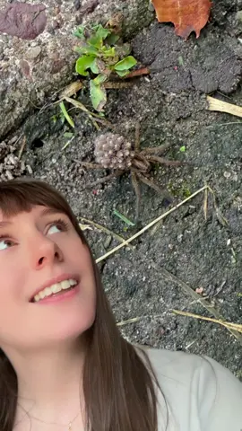 Wolf Spider!! #wolfspider #wolfspiderbabies #entomology 