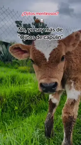 #ojitos  #laberinto 