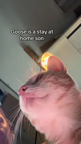 Goose #stayathomeson #goose #catsoftiktok #fyp #thedivakats  Pls check out our GoFundMe help us reach our goal fast 