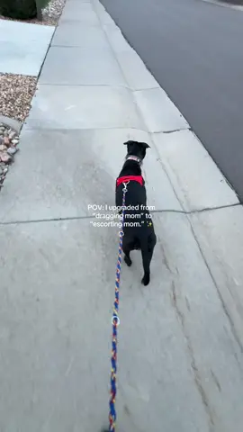 I used to be a sled dog, now I’m a lady on a leash. 🐾 #dogharness #dogwalking #dogwalk #nopullharness @dogfriendlyco #doggear 