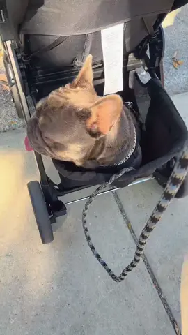 When your Frenchie decides he doesn’t wanna walk anymore  lol #frenchie #g#fpy#morningwalk #baby#frenchbulldog 