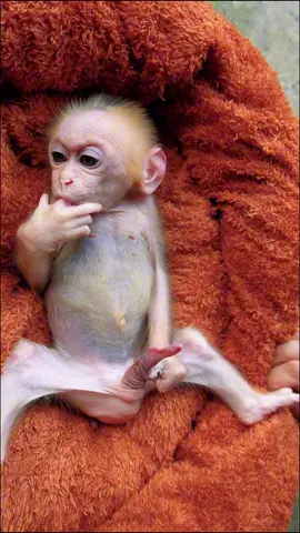 Funny monkey #monkey #annimals #fyp #monkeydluffy #monkeysoftiktok 