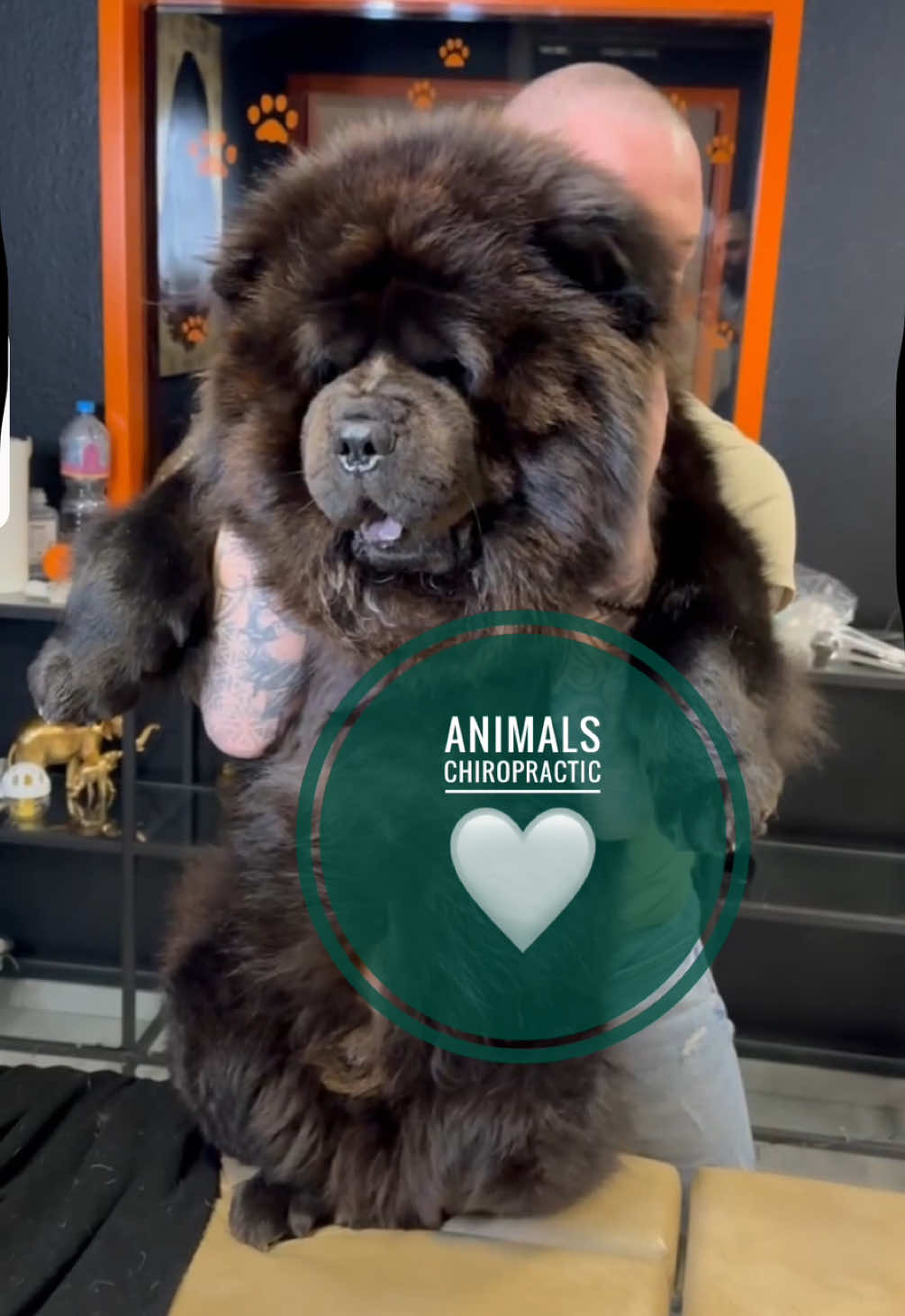 Dogs with back pain 🥹🥹🥹 • • • #foryou #asmr #animal #chiropractortiktok #hundeauftiktok 