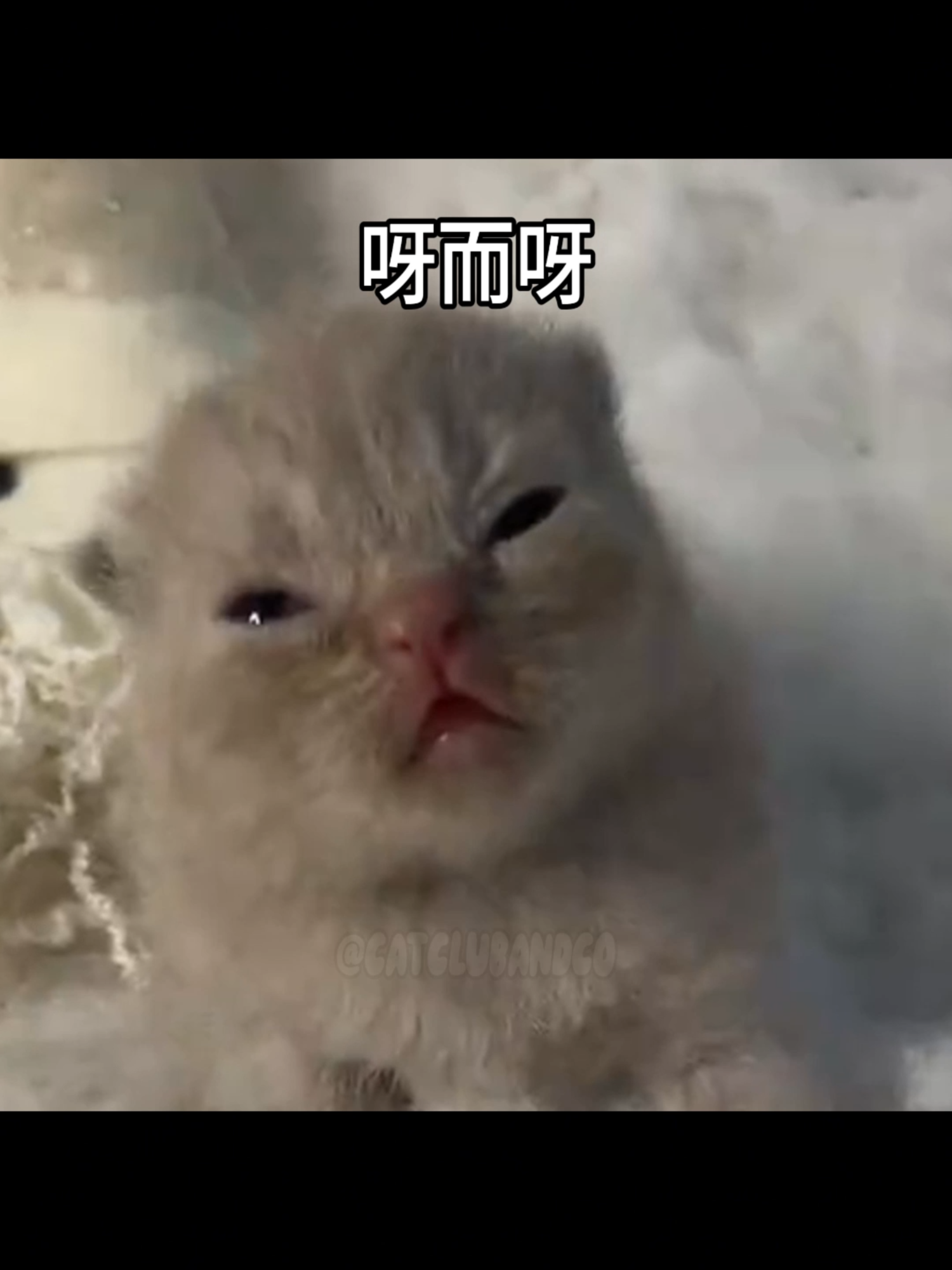 THE SUN IN THE SKY IS RED #catlover #cattok #cat #catlovers #maozedongg #catcore