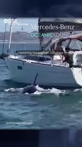 A pod of #orcas is being blamed for the sinking of a tourist #boat off the coast of #Portugal. Video shows the whales repeatedly striking the boat before it eventually sinks. #DavidMuir reports. #WorldNewsTonight