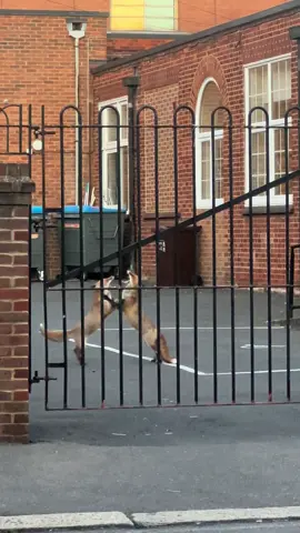 Screaming match (Klaus and Harald dancing ) 🦊 #foxes #fox #uk #fyp #foxesoftiktok #ukfoxes #pets #cutefox #pets #redfox #urbanfox #discover #wildlifephotography #wildlife 