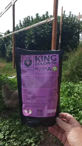 @Rooted Intellect  #kingsolomonfertilizer  #growingoutdoors  #Growtok  #cherokeegarden 