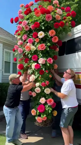 💐Climbing roses add a graceful touch to your garden, bringing height, colour, and elegance.#roseseeds #roseplant #climbingroses #growwithme #seedstarting 
