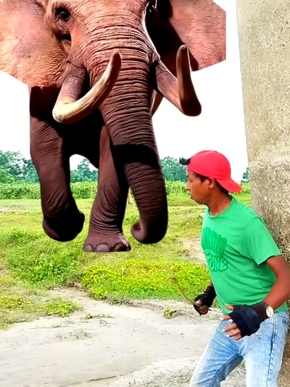 Elephant attack on village boy  #tiktok #foryou #animals #elephant #elephants 