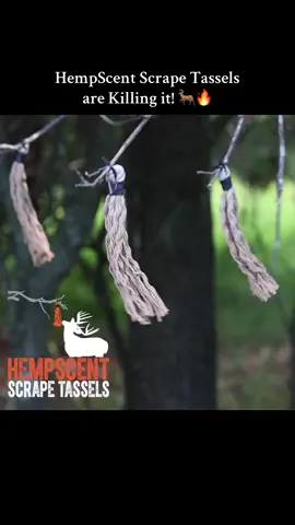 We are loving the Scrape Tassel setups this season! They are a super easy and affordable way to enhance a mock scrape! 🔥🦌 Each pack comes with 3 Tassels to deploy on different setup or just one like the location in the video! 🙌🏻 #deerhunting #whitetaildeer #bigbuck #mockscrape #bowhunting 