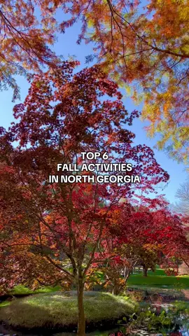 5 fall activities in North Georgia you can’t miss 🍂✨ All within an hour or two of Atlanta! 🍎 Apple picking at BJ Reece or Mercier Orchards 🎃 Pumpkins & hayrides at Burt’s Farm 🚂 Blue Ridge fall foliage train ride 🌻 Nearly a million sunflowers at Fausett Farms 🍷 Vineyards with incredible views (Kaya, Crane Creek, Frogtown, Wolf Mountain) 🍂 Stroll through Gibbs Gardens during peak fall color #fall #northgeorgia #exploregeorgia #thingstodoinatlanta 