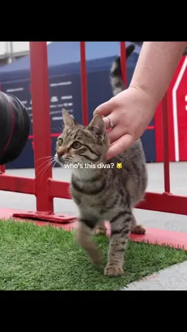 #formula1 #f1 #bakugp #f1funny #f1tiktok  