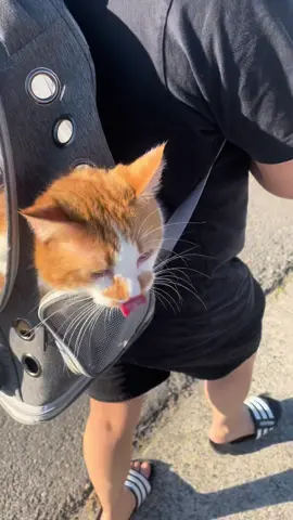 Took the bean for a walk  #foliverjone #olliebean #catbackpack #outsidecat #orangecat #orangeboy #cattok 