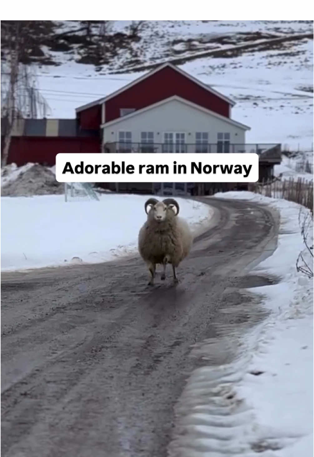 Arctic fluff with serious spring in his step 🇳🇴❄️ Norwegian rams thrive in the nation’s rugged terrain and frigid Arctic climate, roaming mountains, tundras, and coasts to graze in summer and withstand harsh, snowy winters with little shelter. 🎥 @Arctic.Fluffs  📍Arctic Fluffy Farm in Norway #norwaytiktok #rams #sheep #norway🇳🇴 #norwaytravel 