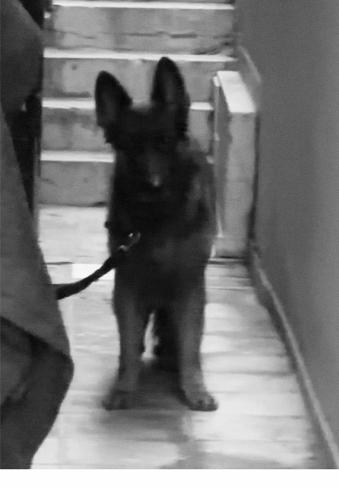 STARE#trending #germanshepherds #creatorsearchinsights 