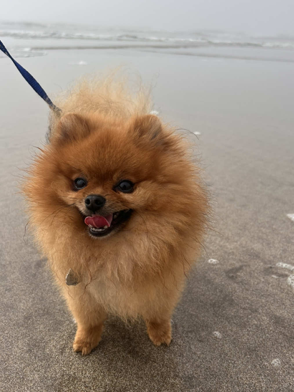 #couplechallenge #dogchoosechallenge #fyp #pomeranianworld #pomeranian @matiasgermangom93 @Mel 👩🏻‍🎓💙 