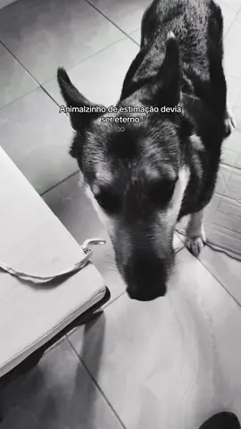 #cachorros #viralditiktok #eternos 