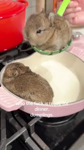 yummy dumplings #spirituality #bunny 