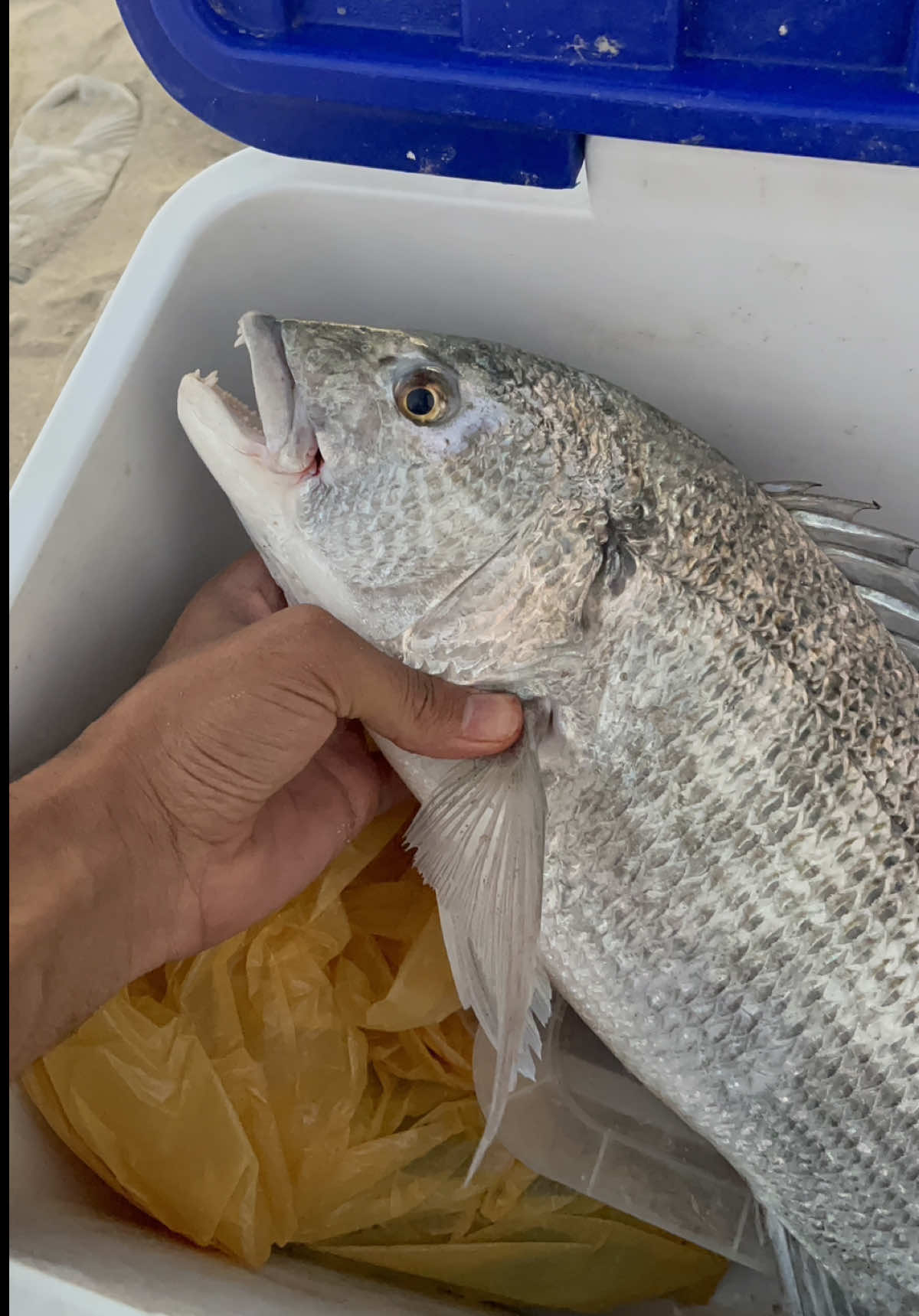 صيد نوخذانا 🐟🎣 @hass40ooan3  #صيد #بحر #سمك #explore #قروب_الشمس🌞 